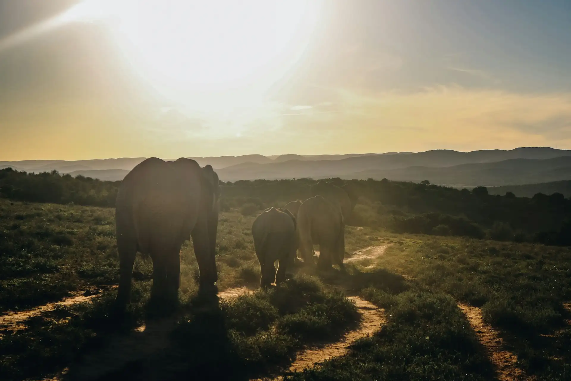 Elephants at Addo