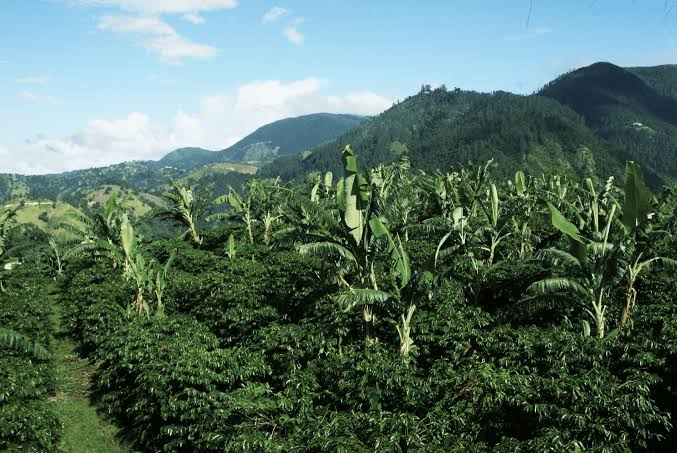 Piante di caffè su pendii nebbiosi nelle Blue Mountains, Giamaica