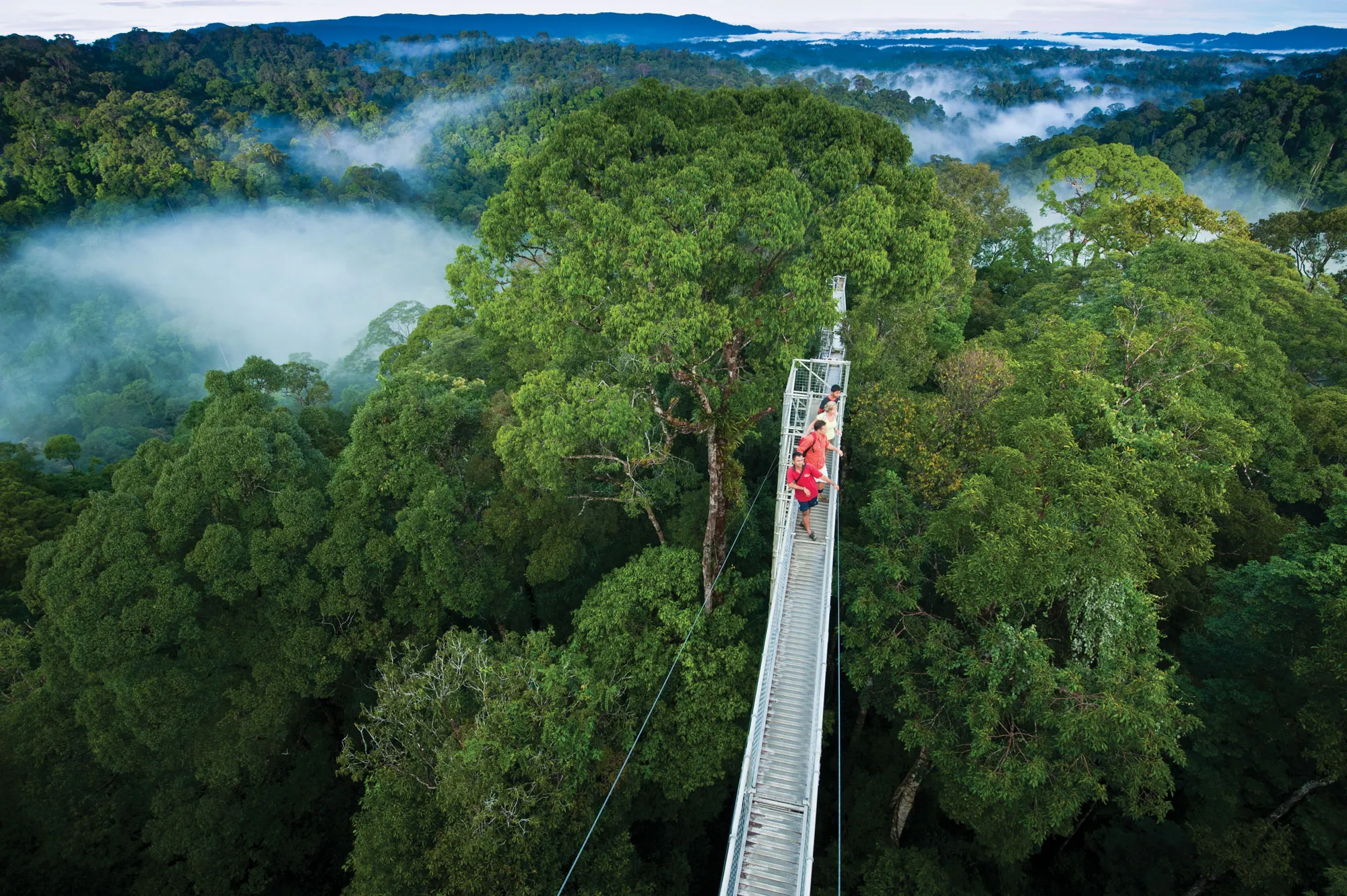 Passerella sulla chioma sospesa sopra la foresta pluviale primaria del Borneo al Parco Nazionale di Ulu Temburong, Brunei