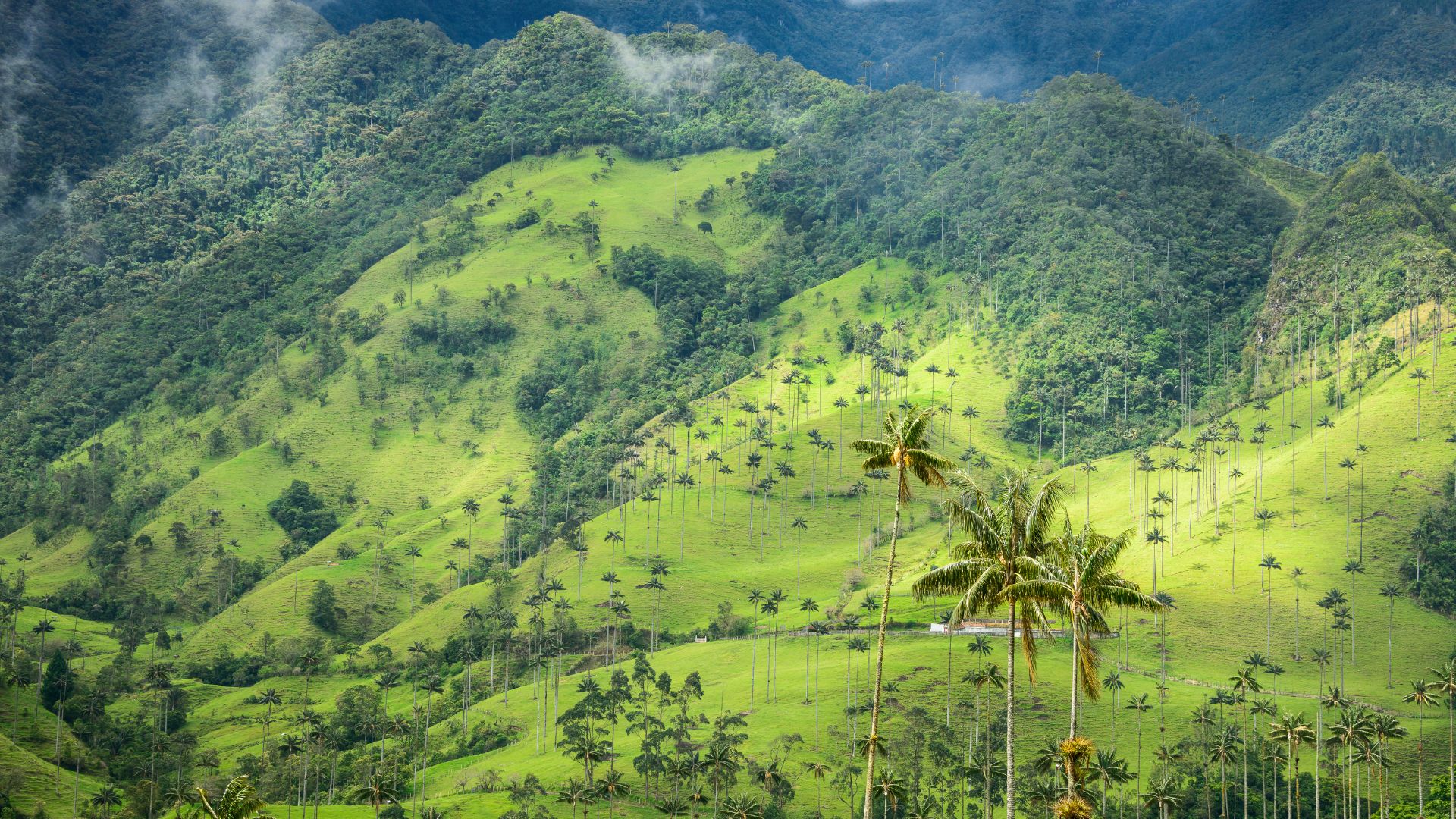 Aufragende Wachspalmen aus grünen Hügeln im Cocora-Tal bei Salento, Kolumbien