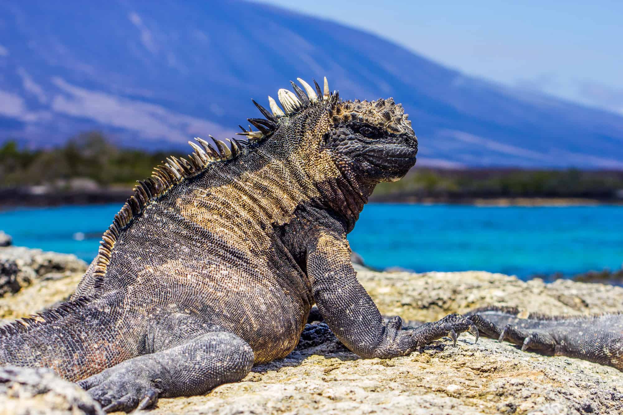 Marine iguana on volcanic rock in the Galápagos Islands, Ecuador