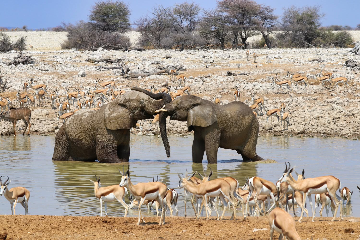 Éléphants et springboks rassemblés à un point d'eau éclairé dans le parc national d'Etosha, en Namibie
