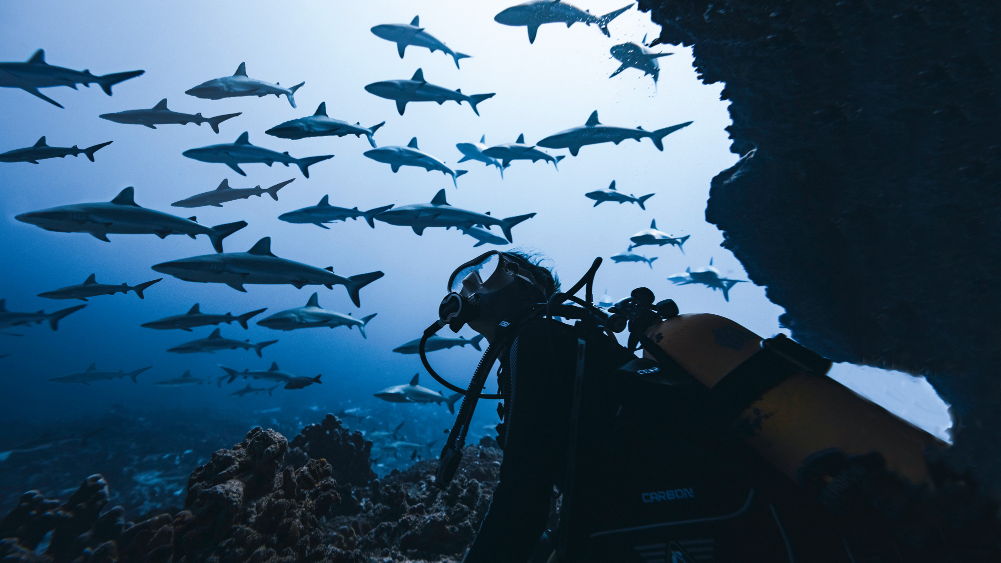 Grey reef sharks gathered in the current at Fakarava South Pass, Tuamotu Islands, French Polynesia