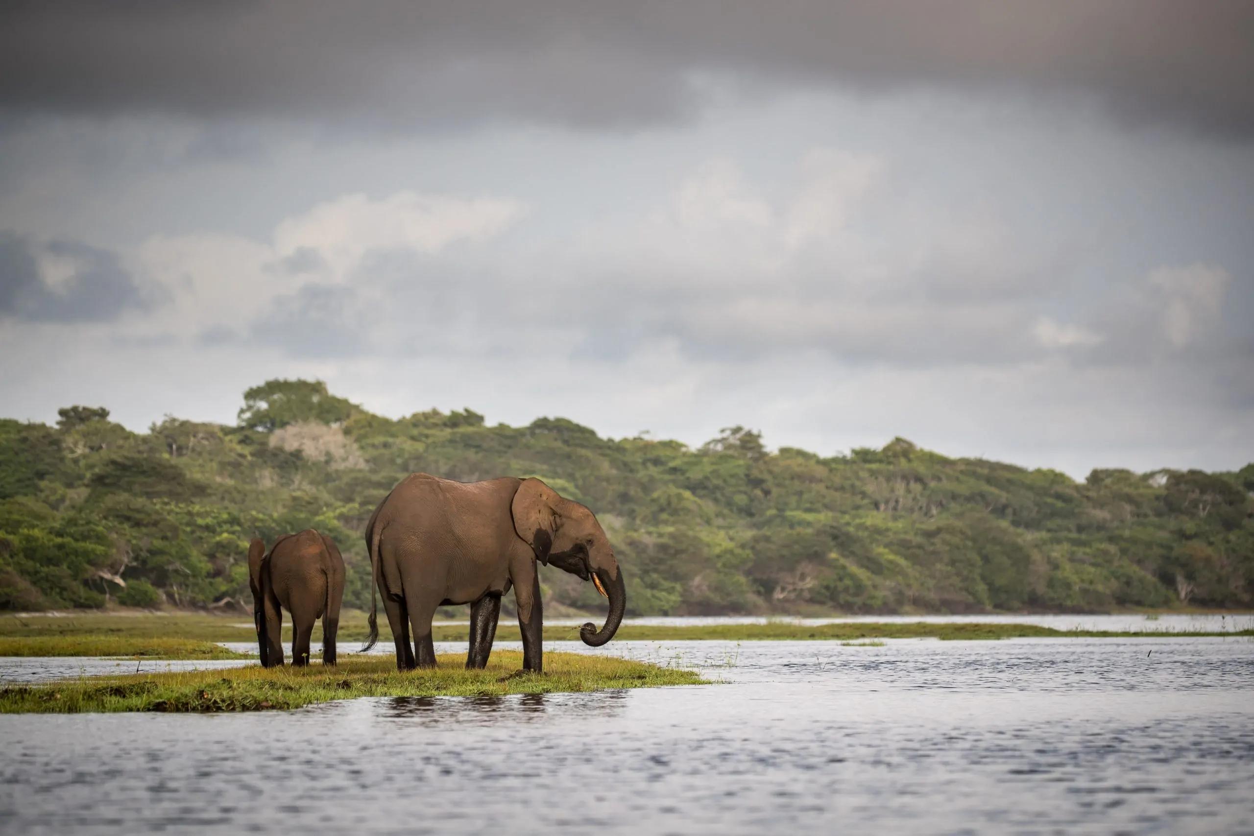 Forest elephants walking the Atlantic beach at Loango National Park, Gabon
