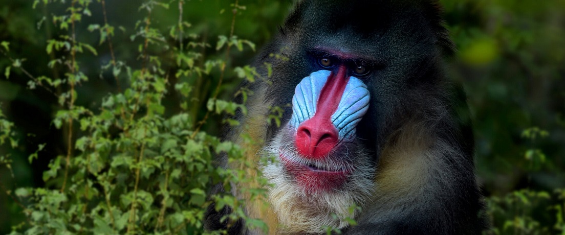 Western lowland gorilla in Lopé National Park, Gabon
