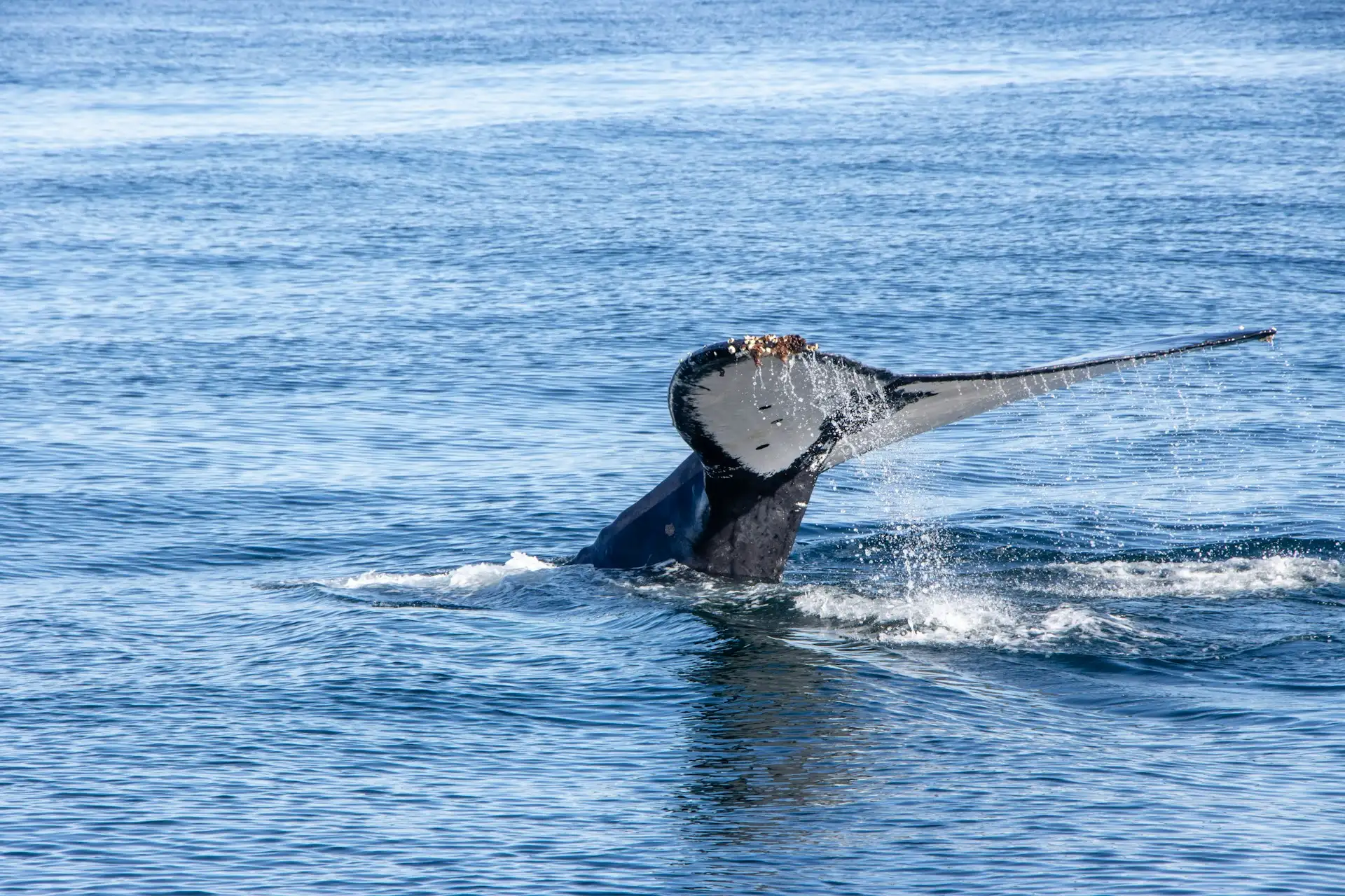 Hermanus whale watching