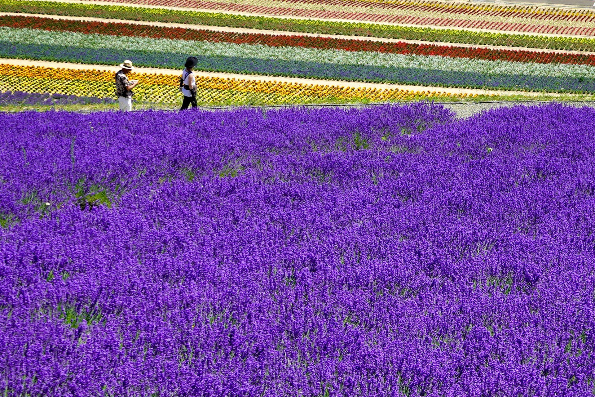 Campos de lavanda na Fazenda Tomita, Furano
