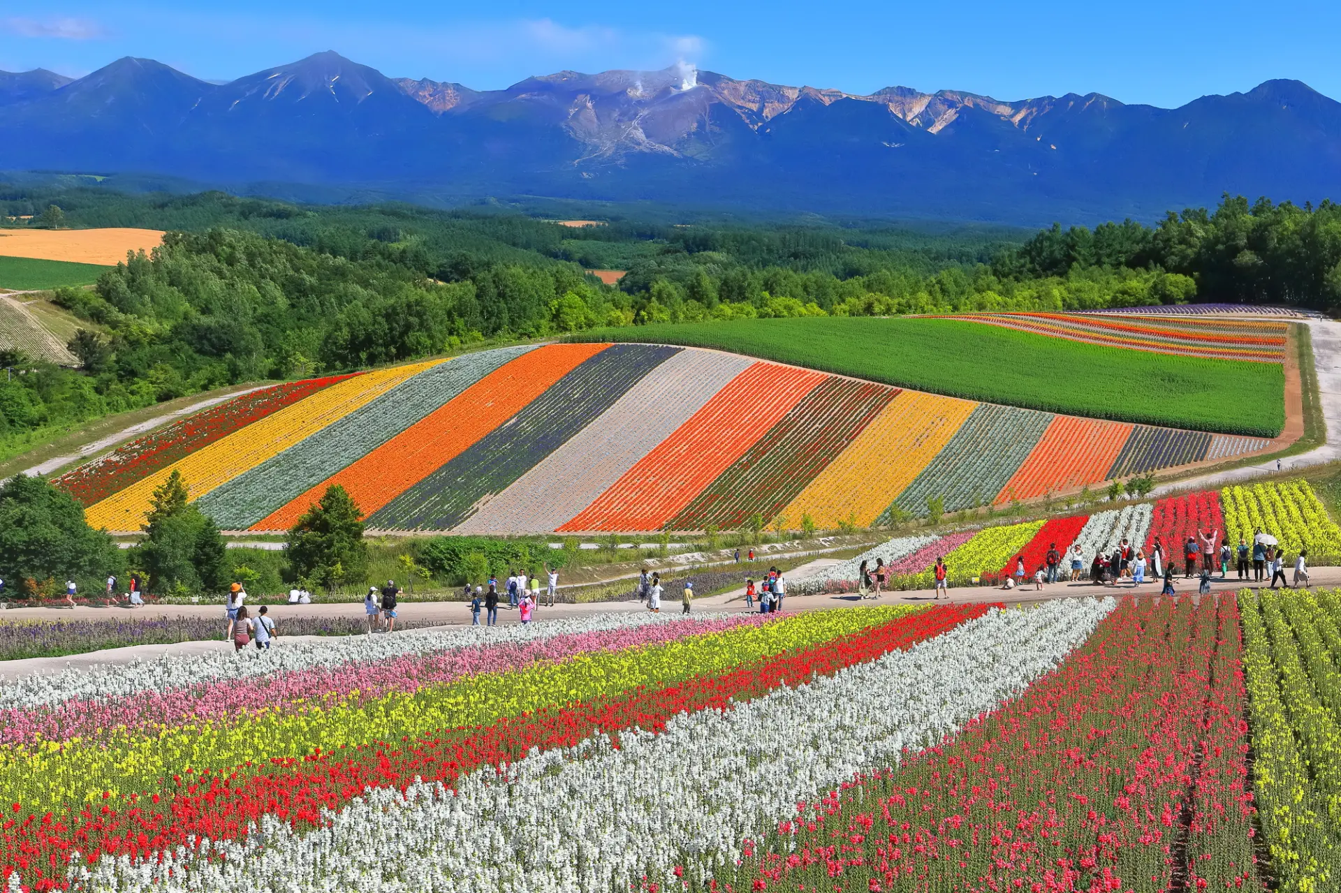 Colinas de retalhos perto de Biei, Hokkaido