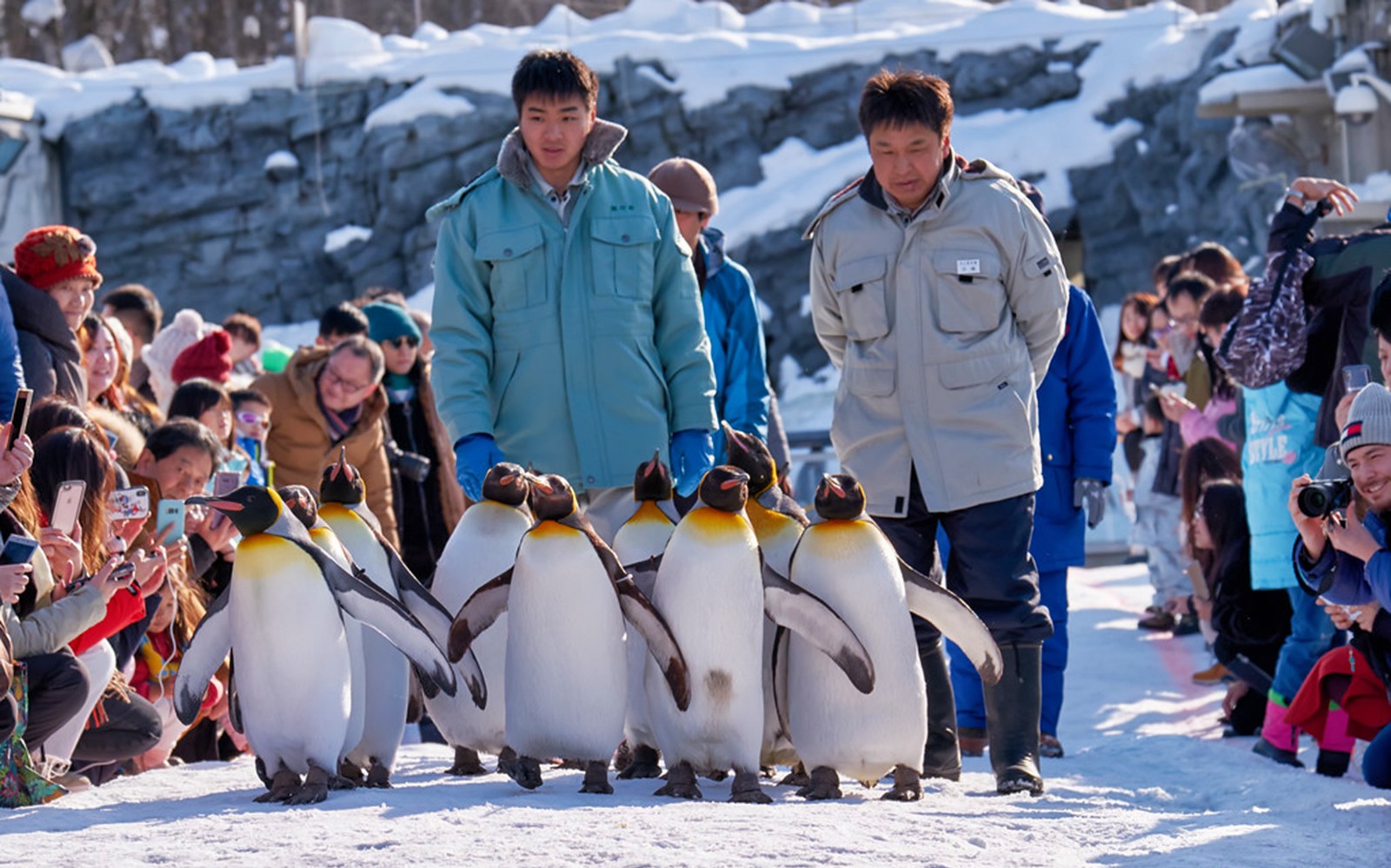 Pinguins no Zoológico Asahiyama