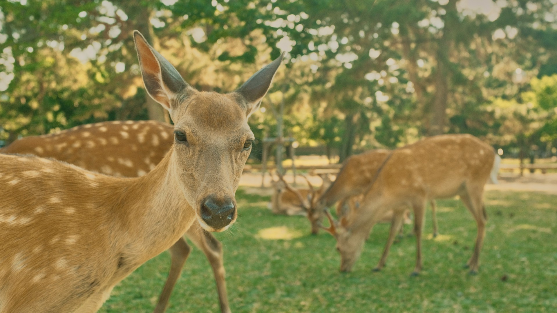 Cervi sacri che vagano liberamente nel Parco di Nara con il tempio Todai-ji e colline boscose sullo sfondo, Giappone