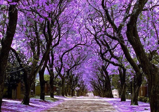 Vorort von Johannesburg im Oktober mit blühenden lila Jacaranda-Bäumen entlang einer Straße unter klarem blauem Himmel