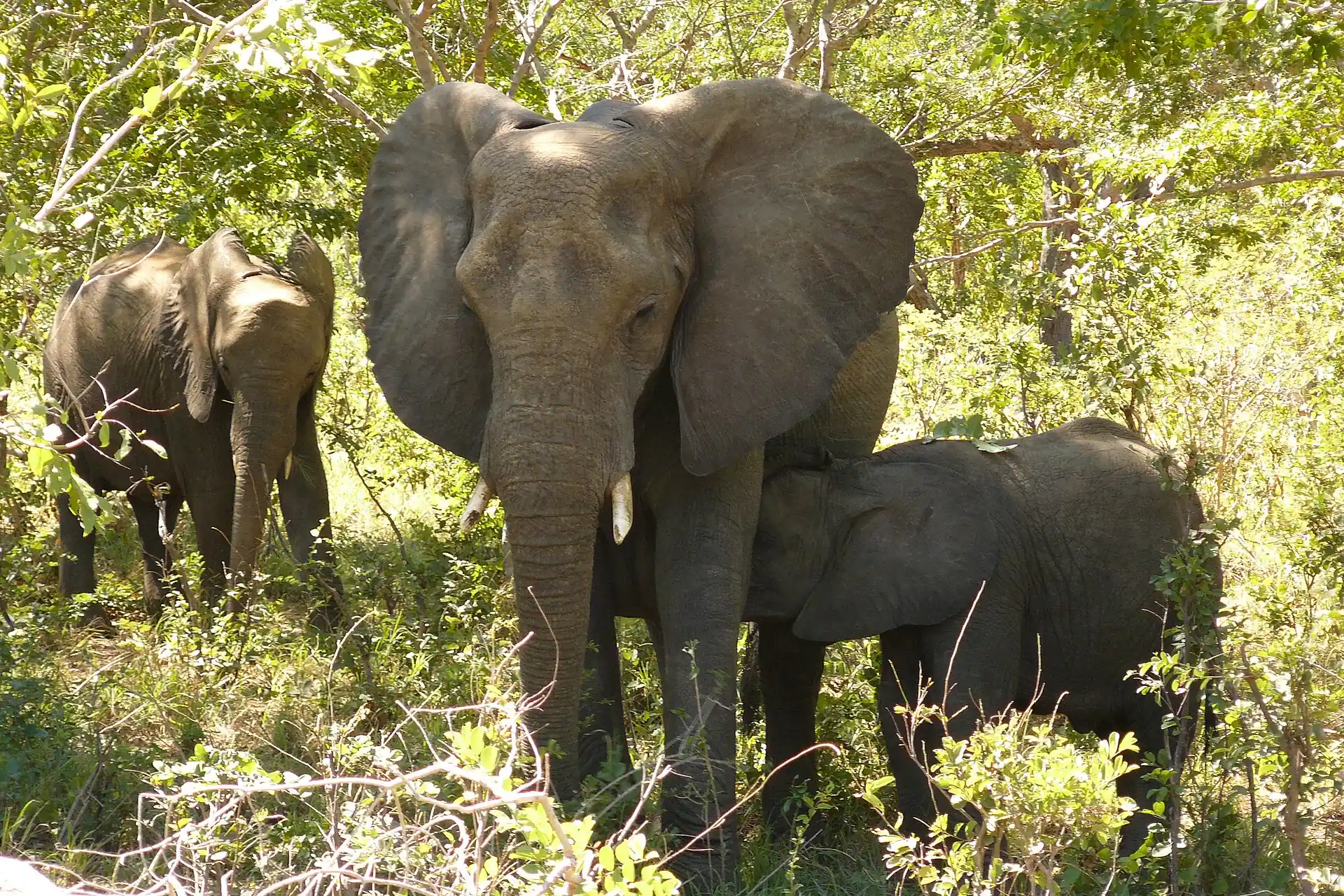 Elefante africano con i piccoli nella boscaglia del Parco Nazionale del Chobe vicino a Kasane, Botswana