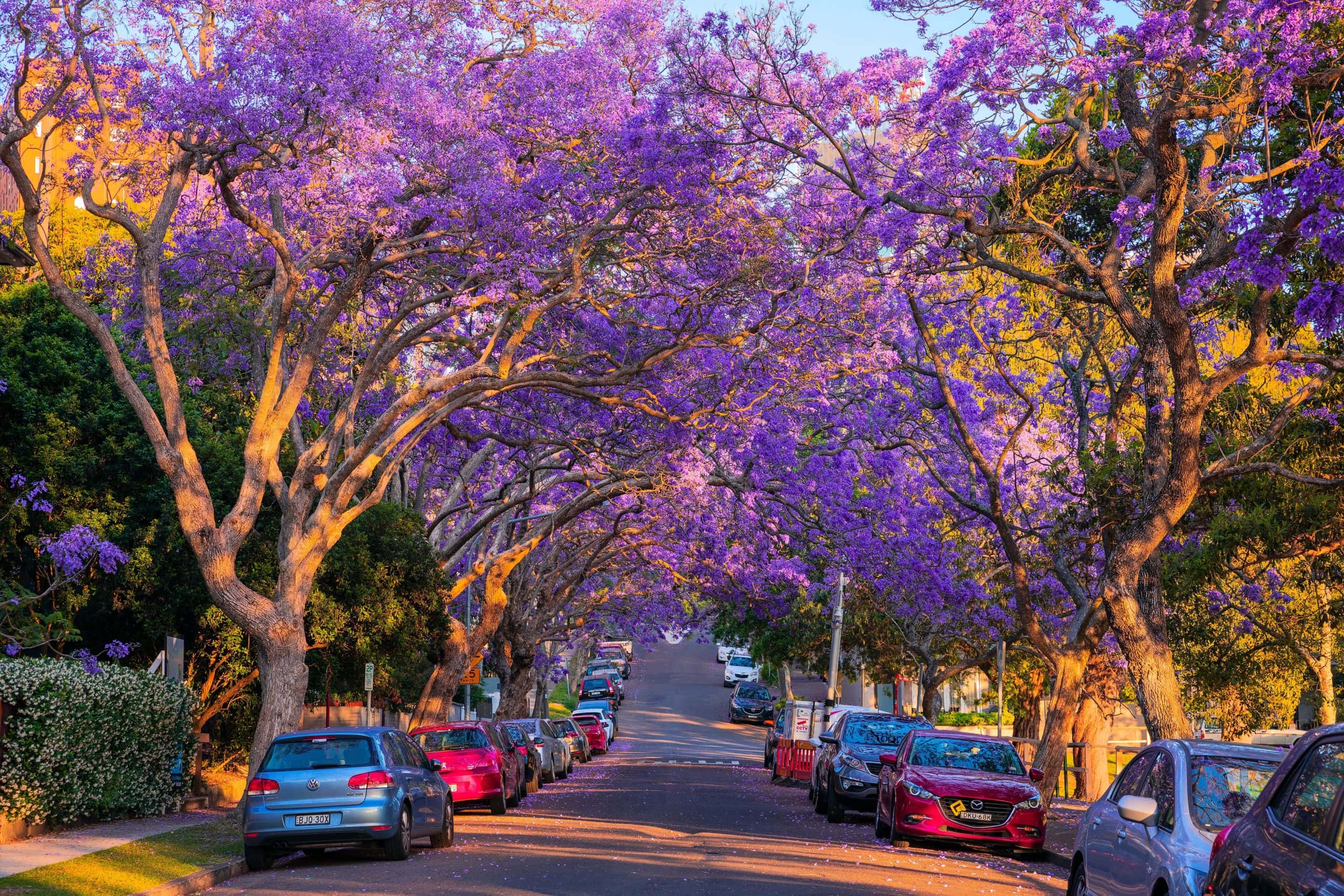 Jacaranda-lined street in Lilongwe's Capital City district, Malawi
