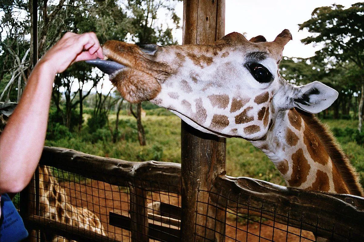 Giraffe Centre, Nairobi