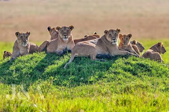 Lions at Musiara Marsh