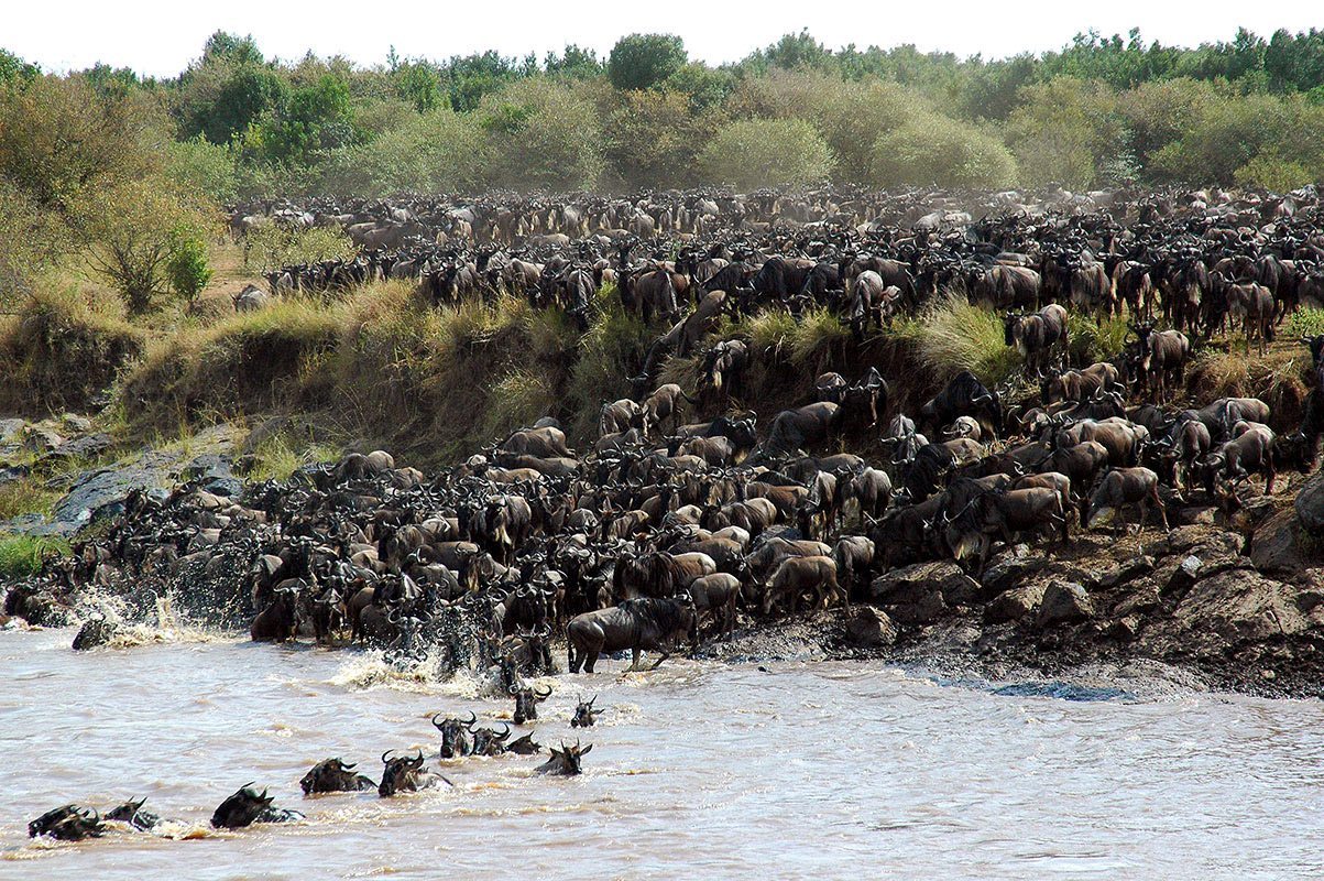 Gnuut ylittävät Mara-jokea suuren muuton aikana Maasai Marassa, Keniassa