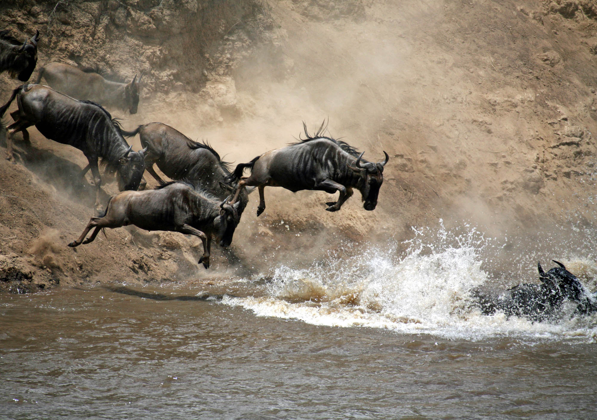 Wildebeest at the Mara River crossing point