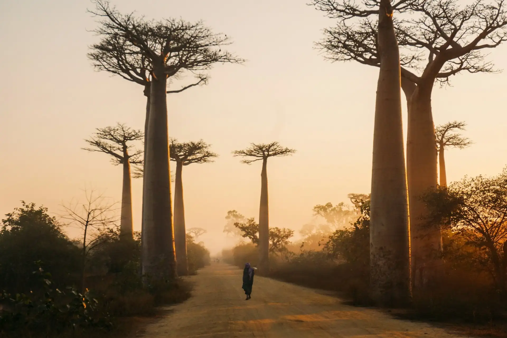 Madagascar baobab trees at sunset