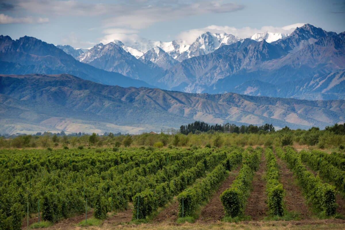 Malbec vineyards in Mendoza with the snowcapped Andes mountains in the background