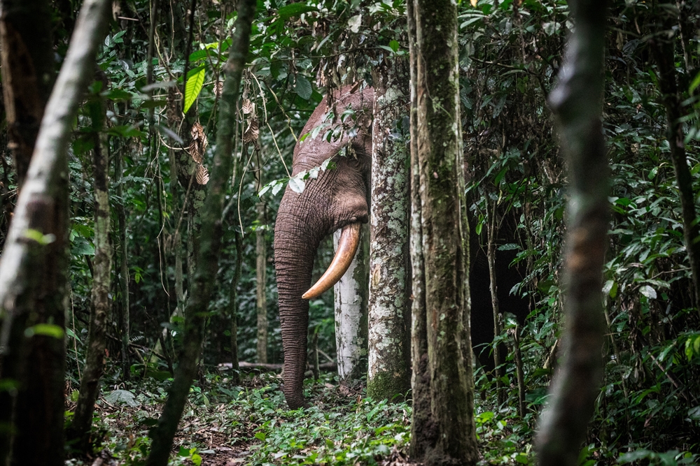 Dense unlogged rainforest canopy in Nouabale-Ndoki National Park in northern Republic of Congo