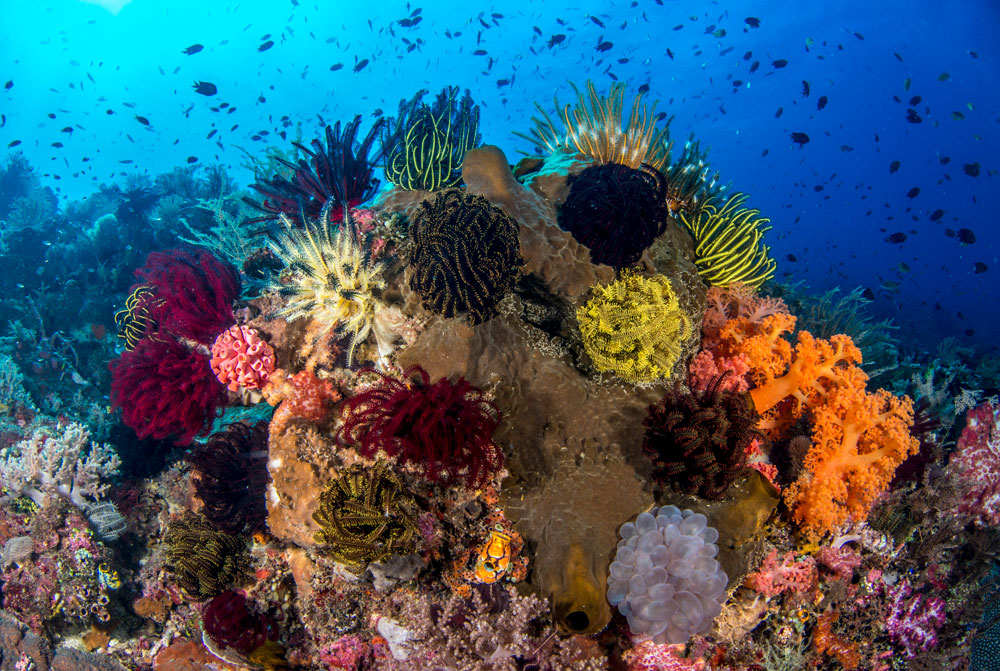 Barriera corallina incontaminata al largo dell'isola di Atauro vicino a Dili, Timor Est