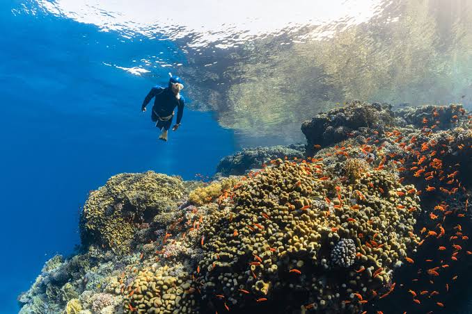 Diver above coral reef on the Mesoamerican Barrier Reef off Utila, Honduras