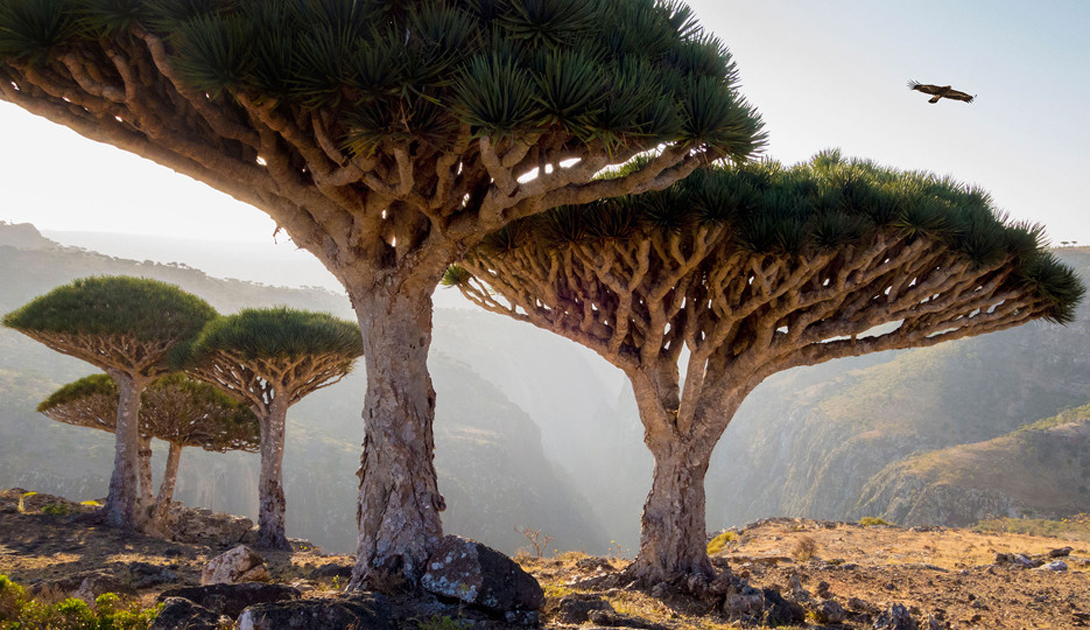 Árboles de sangre de dragón en la meseta de Diksam, isla de Socotra, Yemen
