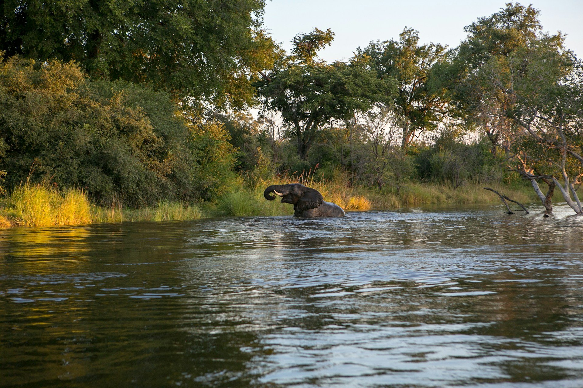 Sambía Victoria Fossar, gangandi safarí og villt dýr í South Luangwa
